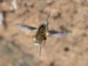 Bombylius major (Dark-edged Bee-fly).jpg
